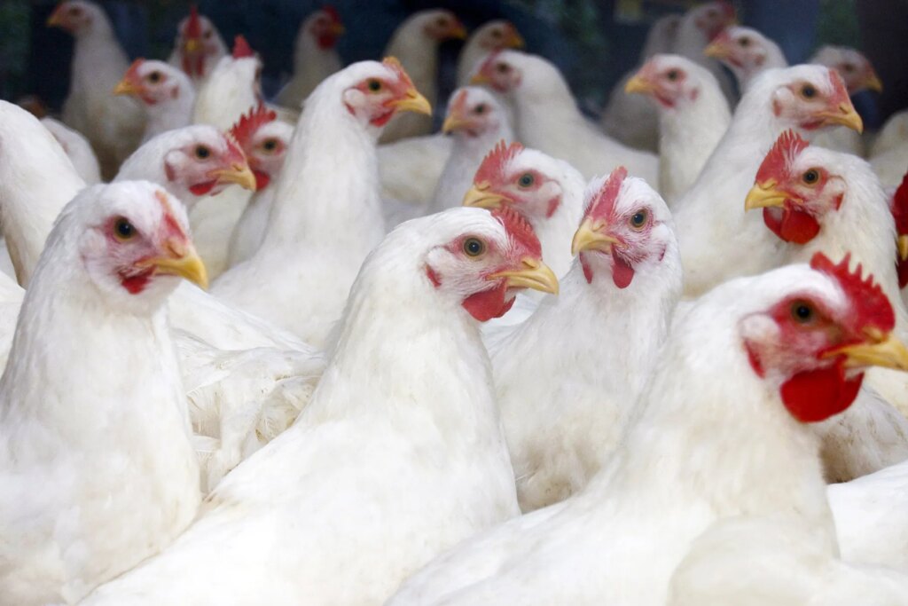 Federal consultants focus on 'What if' about fowl flu in WebMD Stay occasion