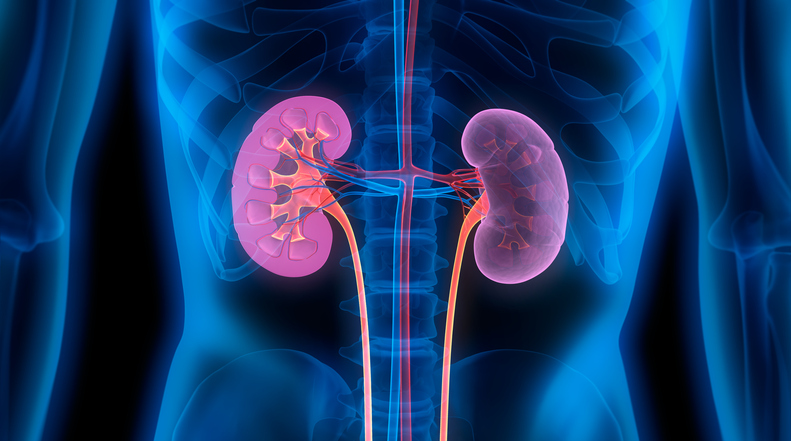 Defend customized, unbiased kidney care