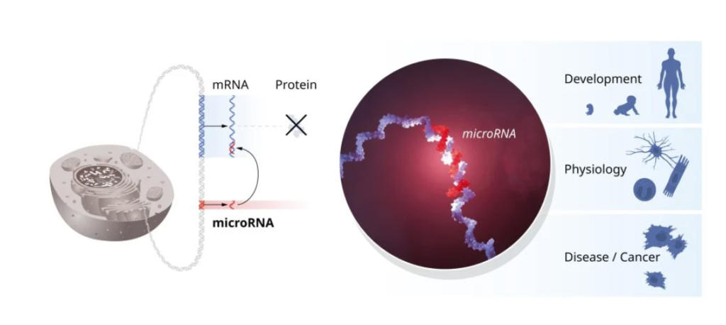 What’s microRNA and why did its discovery earn this yr's Nobel Prize in Medication? – Healthcare economist