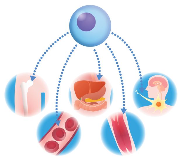 Florida's new stem cell legislation: what it signifies for docs, sufferers and the way forward for regenerative drugs Florida's new stem cell legislation: what it signifies for docs, sufferers and the way forward for regenerative drugs