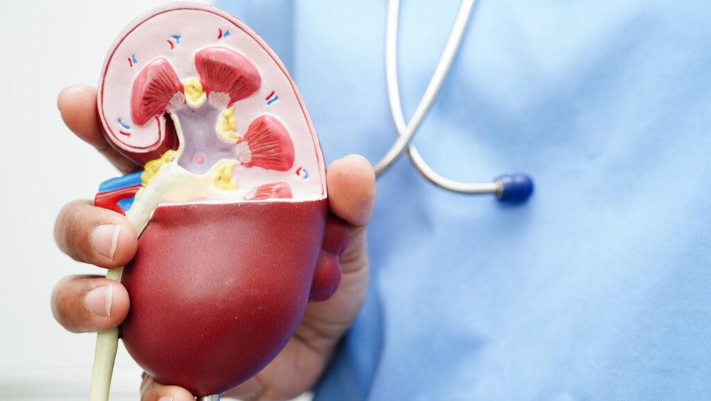 MediBeacon Achieves CE Mark Certification for TGFR Monitor and Sensor